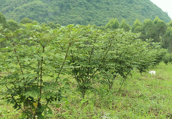 廣西中花吳茱萸