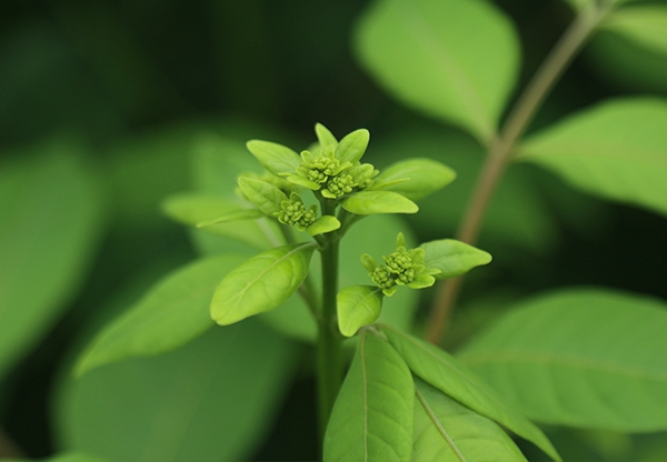 江西中花吳茱萸苗