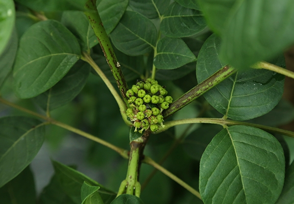 江西中花吳茱萸苗